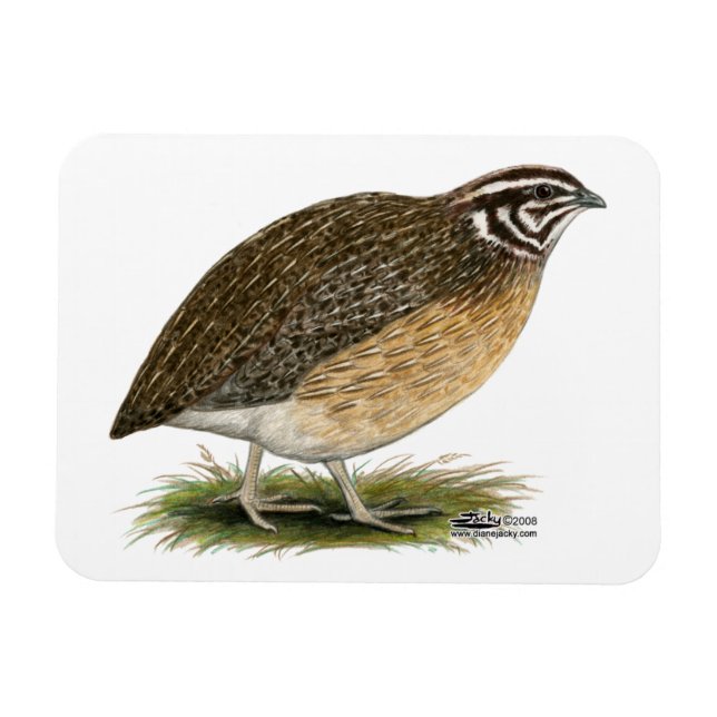 Coturnix Pharaoh Quail Magnet (Horizontal)