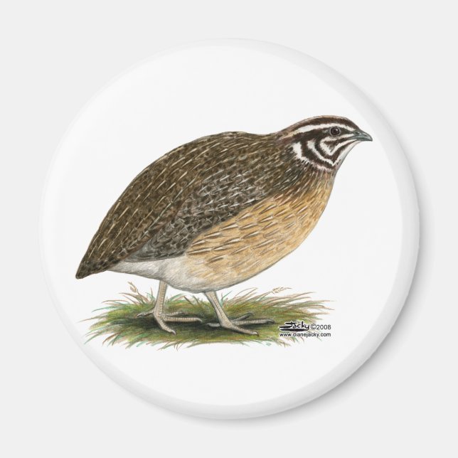 Coturnix Pharaoh Quail Magnet (Front)