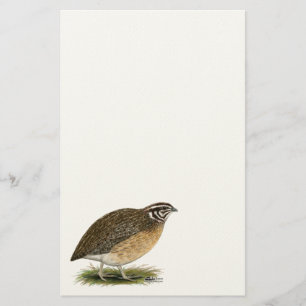 Coturnix Pharaoh Quail Stationery