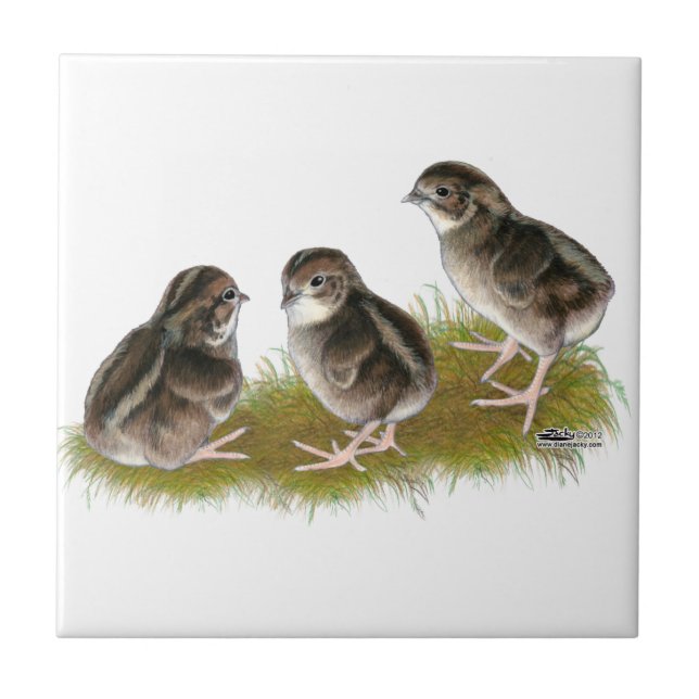 Coturnix Quail Chicks Ceramic Tile (Front)