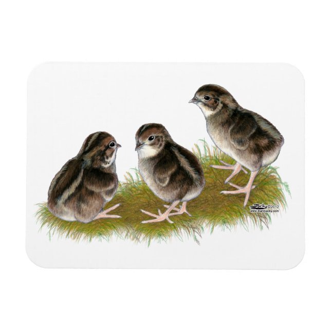 Coturnix Quail Chicks Magnet (Horizontal)