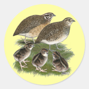 Coturnix Quail Family Classic Round Sticker