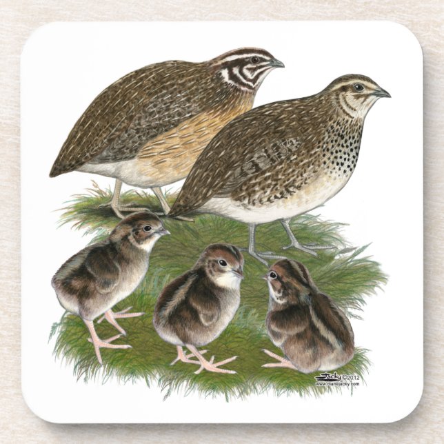 Coturnix Quail Family Coaster (Front)