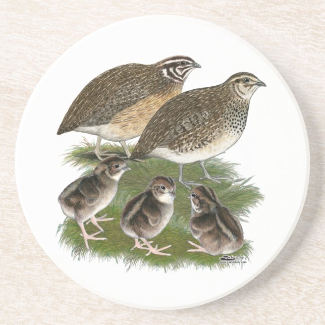 Coturnix Quail Family Coaster (Front)