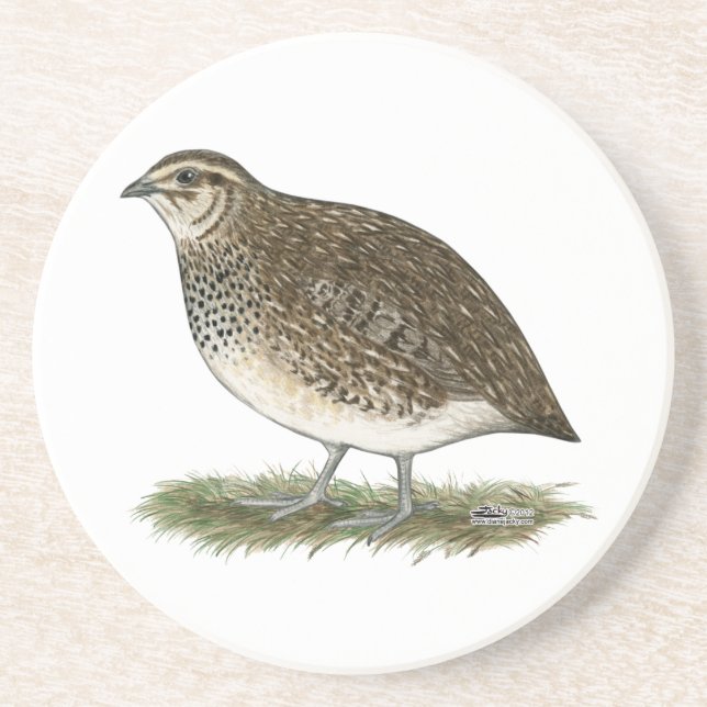 Coturnix Quail Hen Coaster (Front)