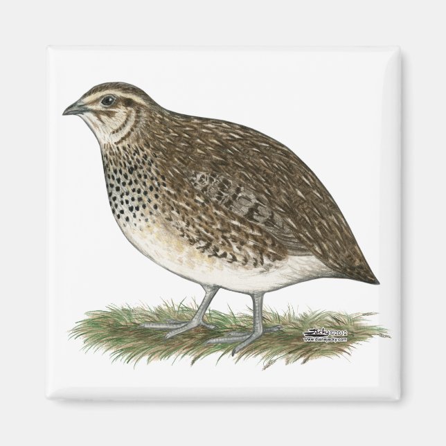 Coturnix Quail Hen Magnet (Front)