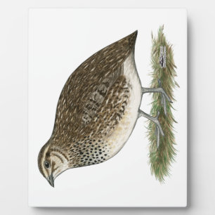 Coturnix Quail Hen Plaque