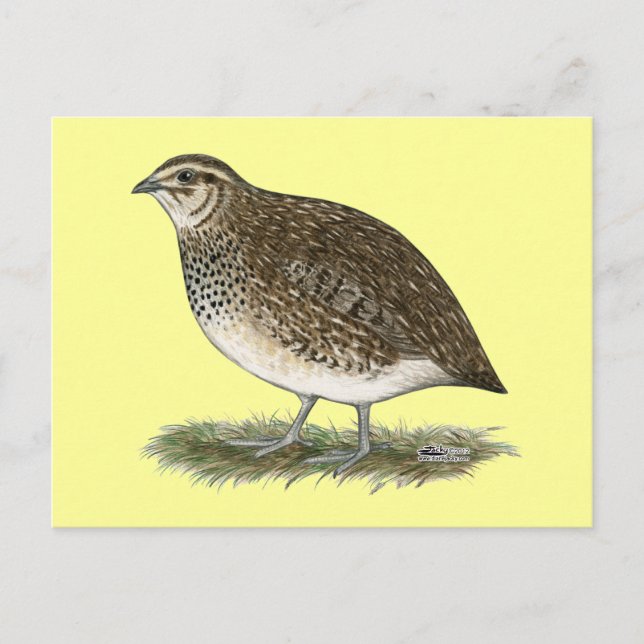 Coturnix Quail Hen Postcard (Front)