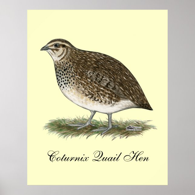 Coturnix Quail Hen Poster (Front)