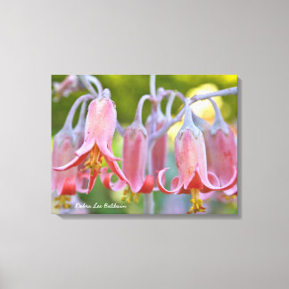 Cotyledon Flowers by Debra Lee Baldwin Canvas Print