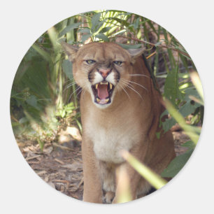 Cougar 001 classic round sticker