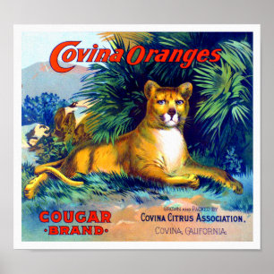 Cougar Brand Covina Oranges Fruit Crate Label 1920 Poster