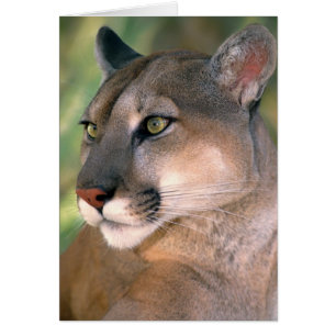 Cougar, California