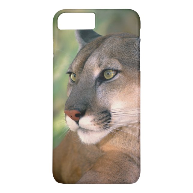 Cougar, California Case-Mate iPhone Case (Back)