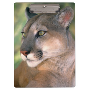Cougar, California Clipboard
