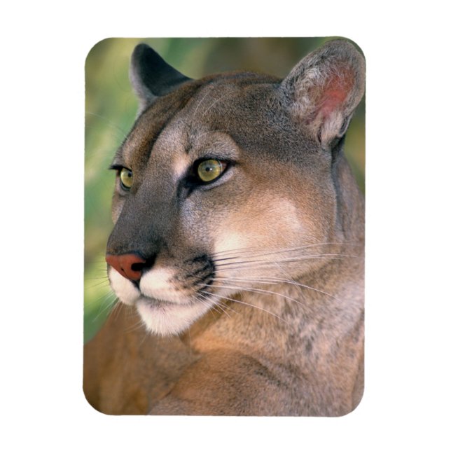Cougar, California Magnet (Vertical)