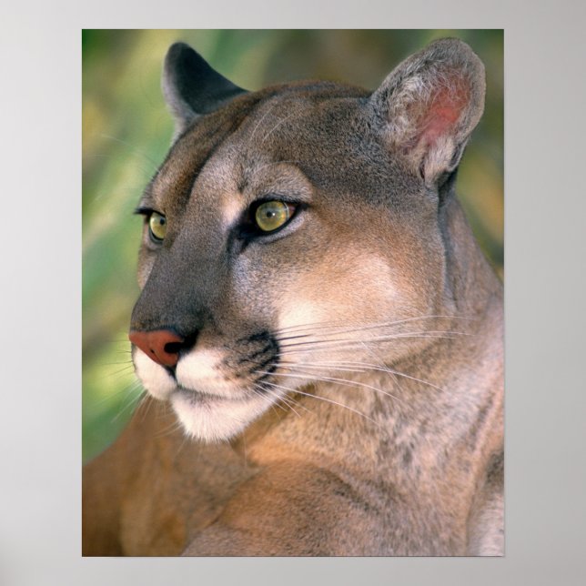 Cougar, California Poster (Front)