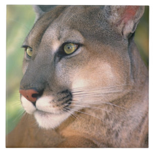Cougar, California Tile