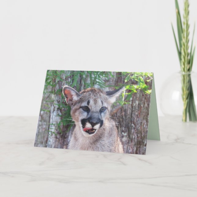 Cougar Cub Greeting Card (Front)
