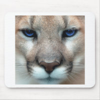 Cougar cub