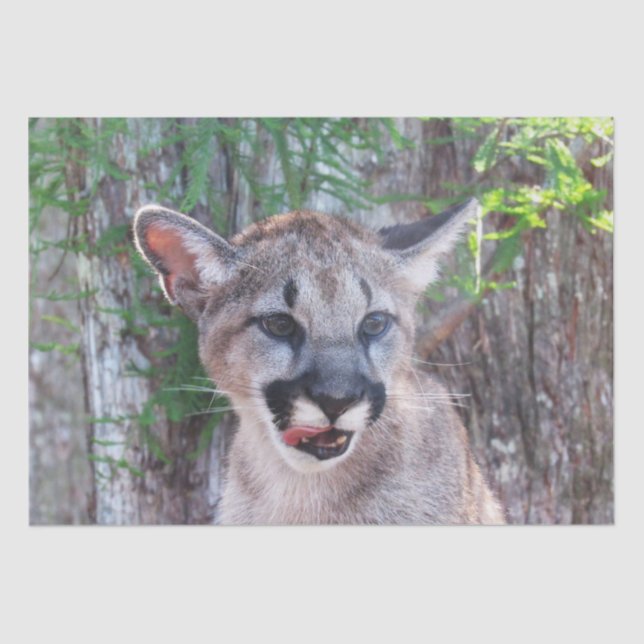 Cougar Cub Tissue Paper / Decoupage Paper  (Front)