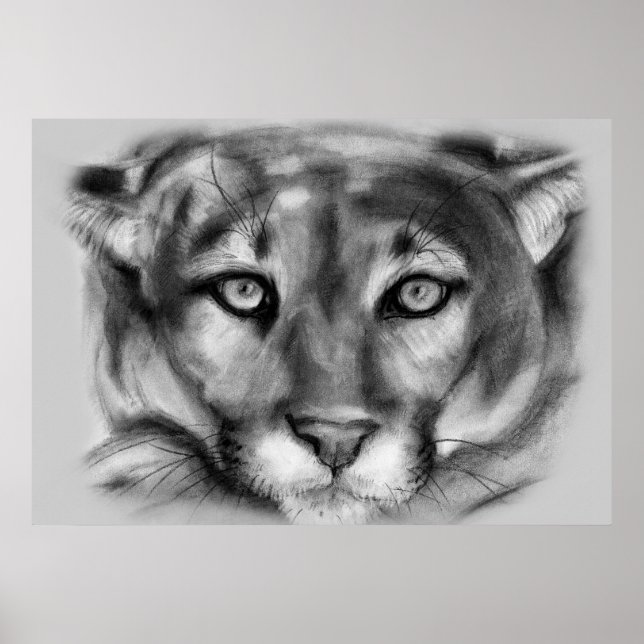 Cougar Drawing Poster (Front)