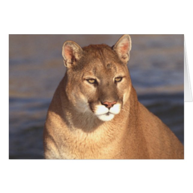 Cougar Face (Front Horizontal)