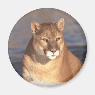 Cougar Face Magnet