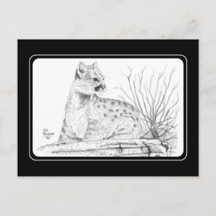 Cougar Kitten Postcard