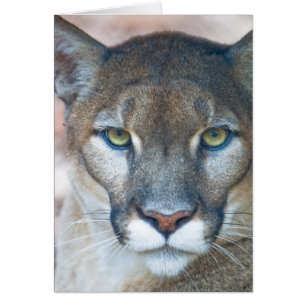 Cougar, mountain lion, Florida panther, Puma