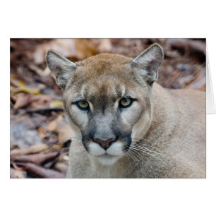 Cougar, mountain lion, Florida panther, Puma