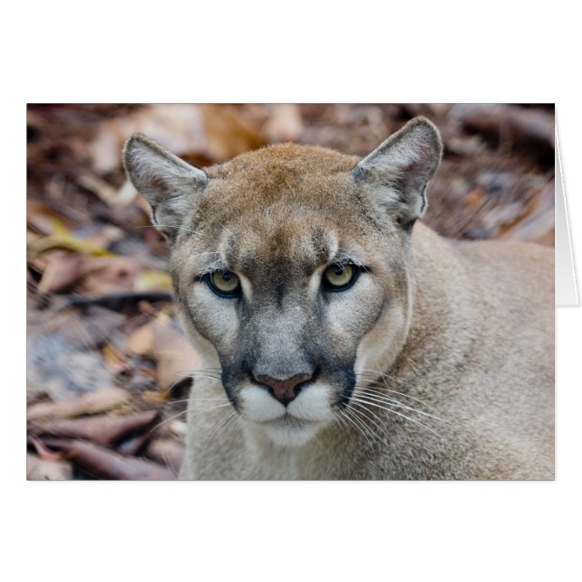 Cougar, mountain lion, Florida panther, Puma (Front Horizontal)
