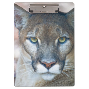 Cougar, mountain lion, Florida panther, Puma 2 Clipboard