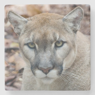 Cougar, mountain lion, Florida panther, Puma 2 Stone Coaster
