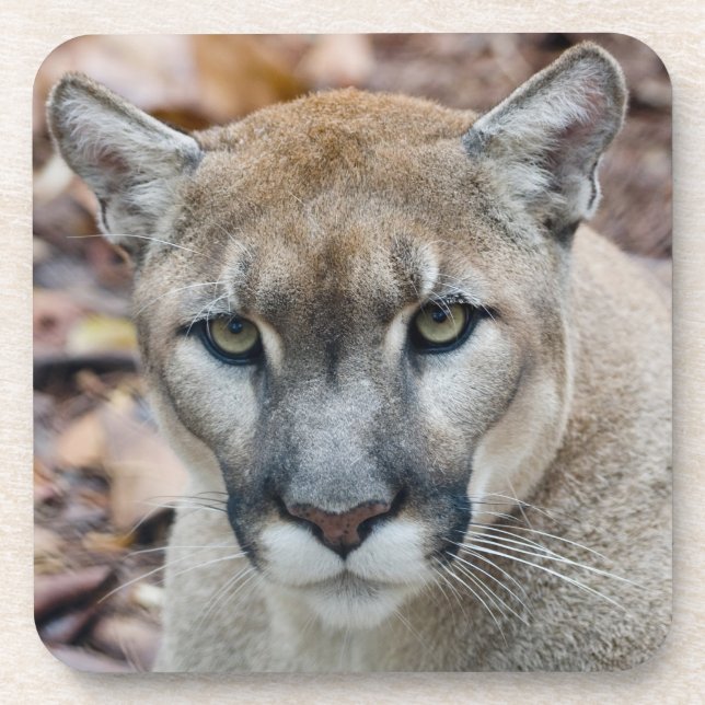 Cougar, mountain lion, Florida panther, Puma Coaster (Front)
