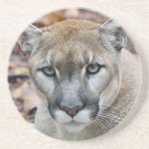 Cougar, mountain lion, Florida panther, Puma Coaster