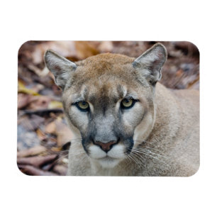 Cougar, mountain lion, Florida panther, Puma Magnet