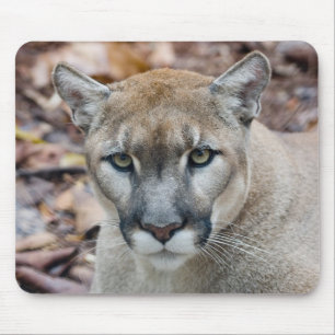 Cougar, mountain lion, Florida panther, Puma Mouse Pad