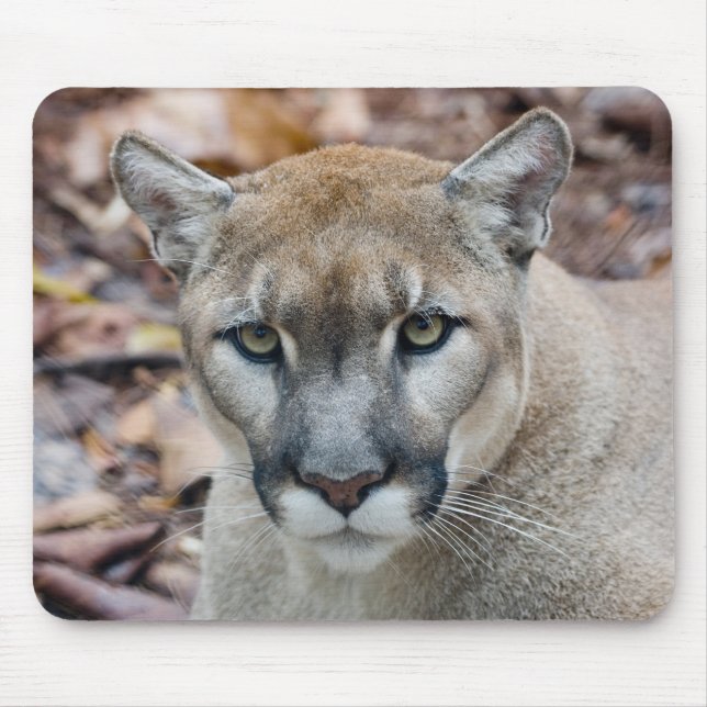 Cougar, mountain lion, Florida panther, Puma Mouse Pad (Front)