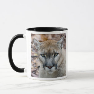 Cougar, mountain lion, Florida panther, Puma Mug