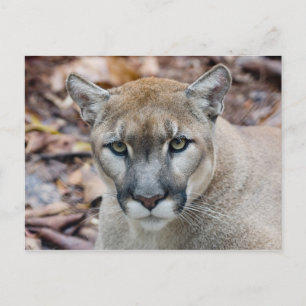 Cougar, mountain lion, Florida panther, Puma Postcard