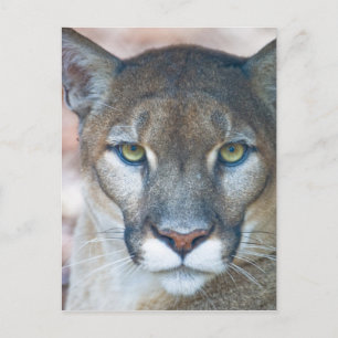 Cougar, mountain lion, Florida panther, Puma Postcard