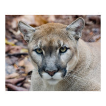 Cougar, mountain lion, Florida panther, Puma