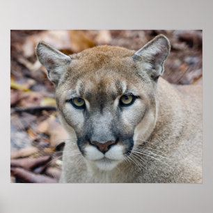 Cougar, mountain lion, Florida panther, Puma Poster