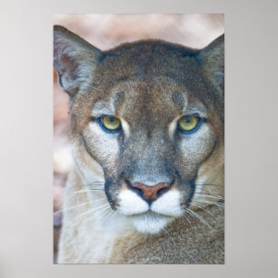 Cougar, mountain lion, Florida panther, Puma Poster