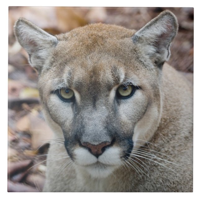Cougar, mountain lion, Florida panther, Puma Tile (Front)