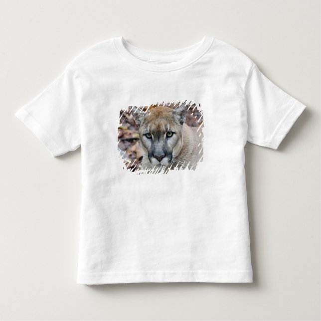 Cougar, mountain lion, Florida panther, Puma Toddler T-Shirt (Front)