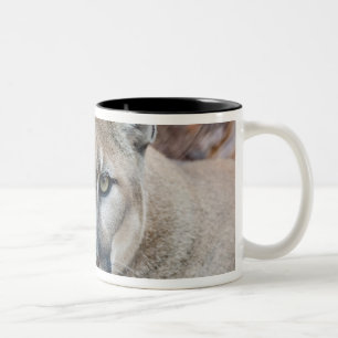 Cougar, mountain lion, Florida panther, Puma Two-Tone Coffee Mug