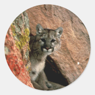Cougar - Mountain Lion Photo Classic Round Sticker