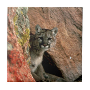 Cougar - Mountain Lion Photo Tile